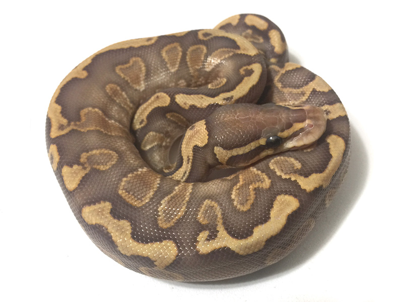 Caramel Albino Desert Ghost Ghi