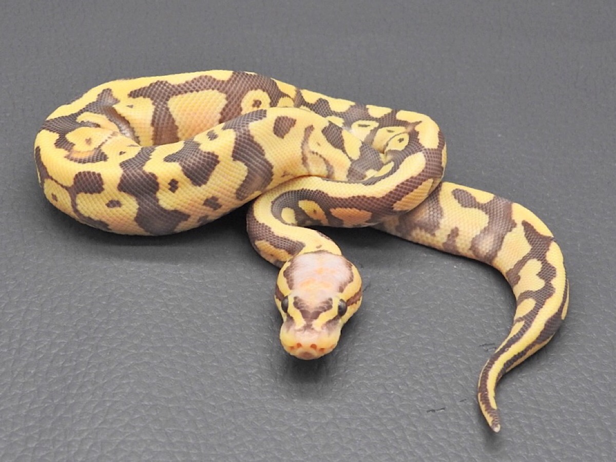 Caramel Albino Desert Ghost Leopard Ball Pastel