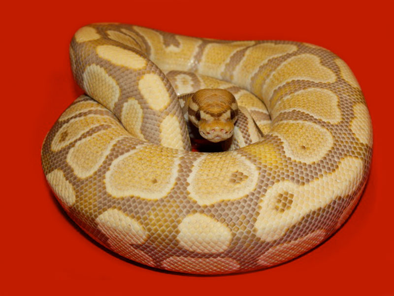 Caramel Albino Desert Ghost