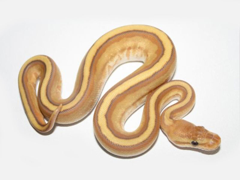 Caramel Albino Genetic Stripe