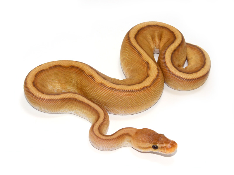 Caramel Albino Genetic Stripe