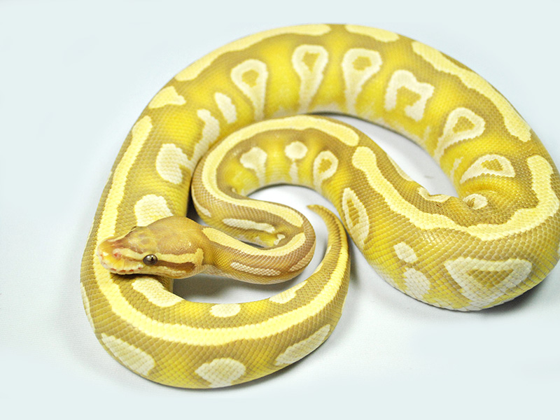 Caramel Albino Ghost Mojave