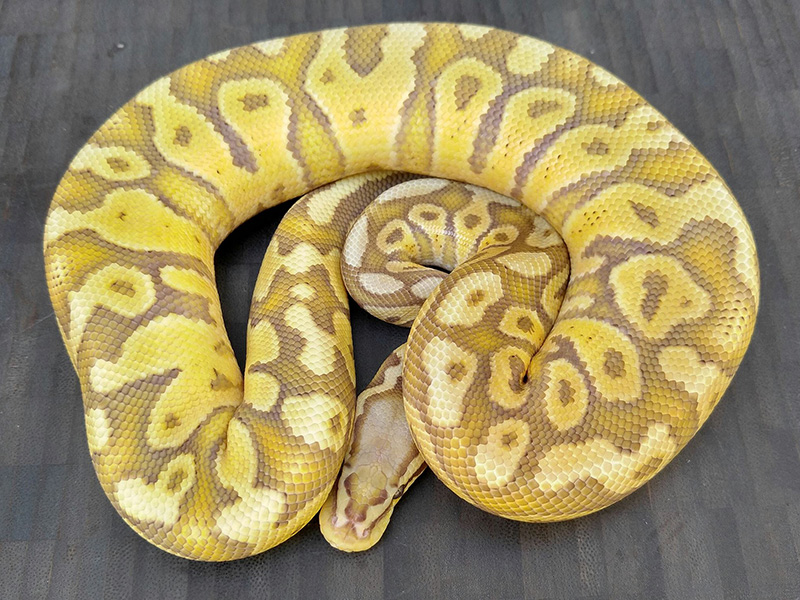 Caramel Albino Ghost Pastel