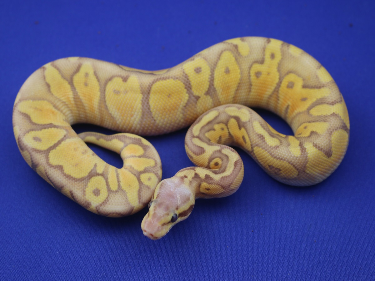 Caramel Albino Lemon Pastel Ultramelanistic