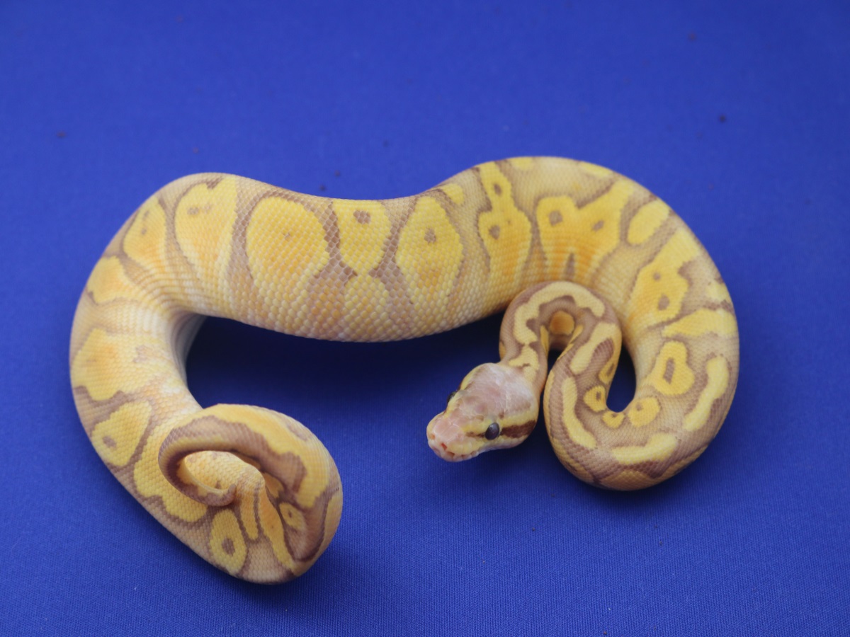 Caramel Albino Lemon Pastel Ultramelanistic