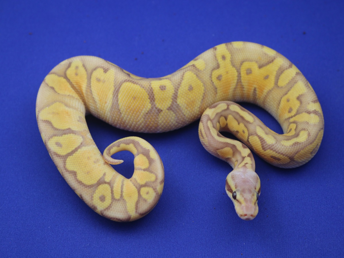 Caramel Albino Lemon Pastel Ultramelanistic