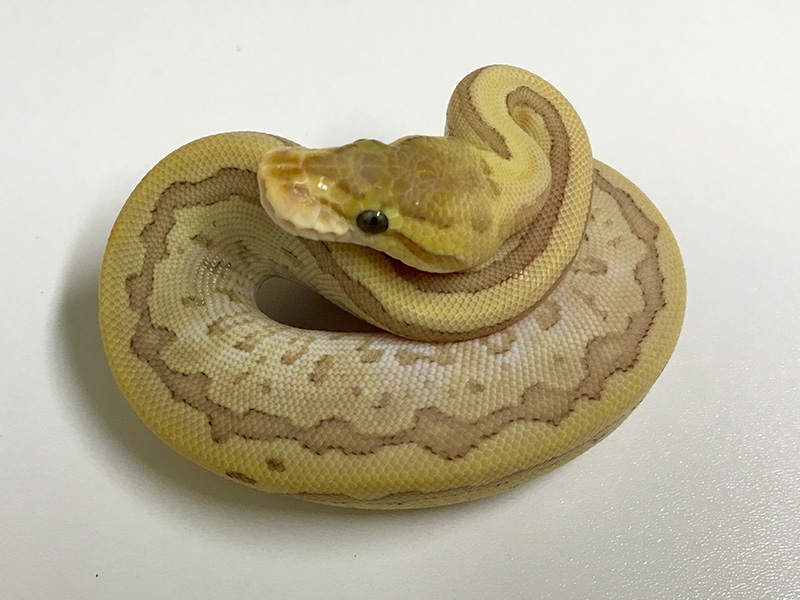 Caramel Albino Mojave Pinstripe