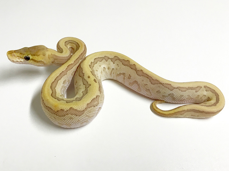 Caramel Albino Mojave Pinstripe