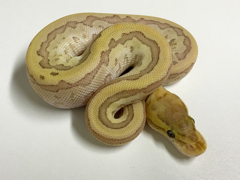 Caramel Albino Mojave Pinstripe