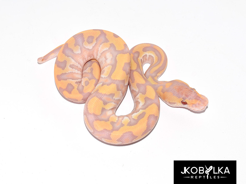 Caramel Albino Mojave Ultramelanistic