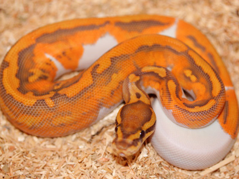 Caramel Albino Pied (Upscale Line)