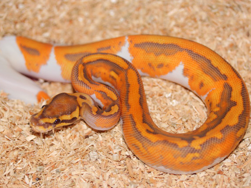 Caramel Albino Pied (Upscale Line)