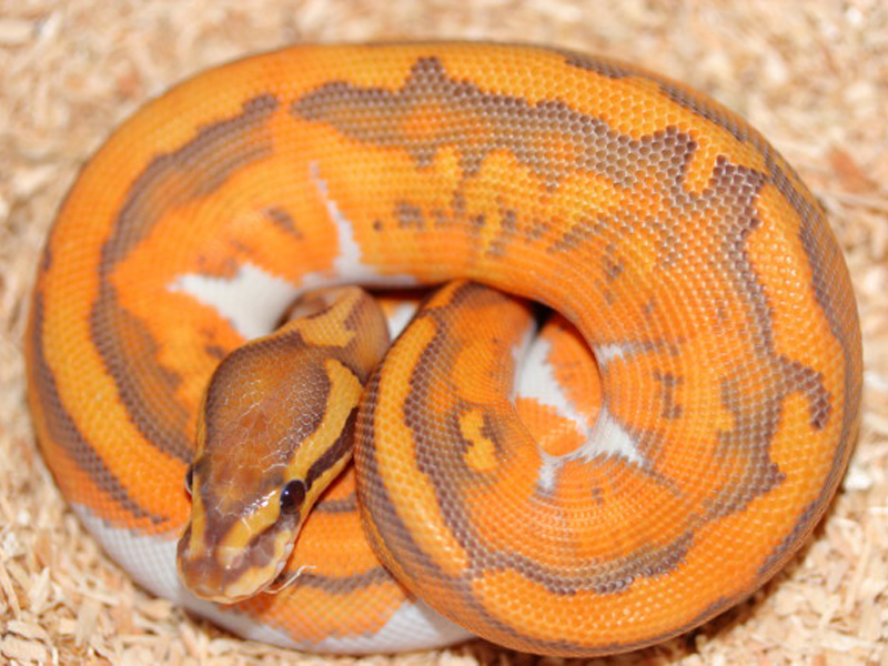 Caramel Albino Pied (Upscale Line)