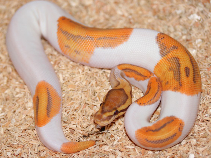 Caramel Albino Pied (Upscale Line)