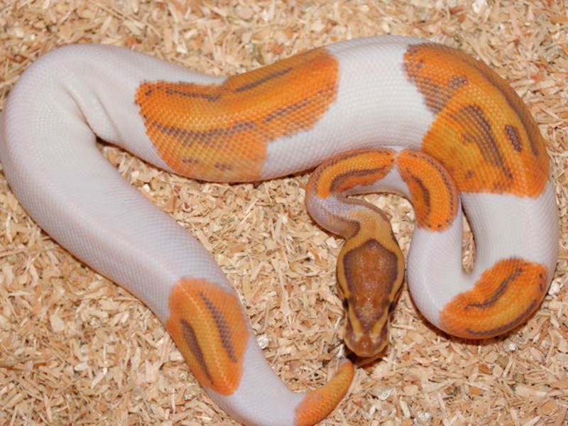 Caramel Albino Pied (Upscale Line)