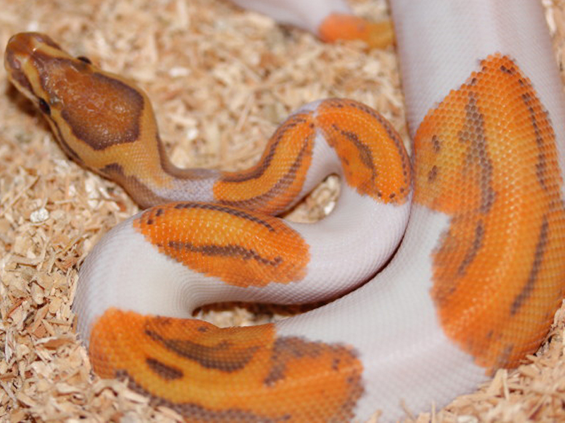 Caramel Albino Pied (Upscale Line)