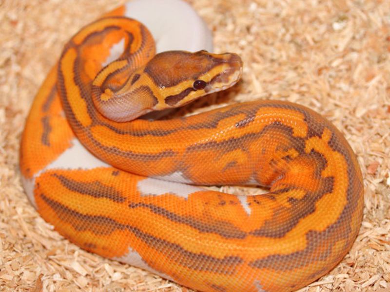 Caramel Albino Pied (Upscale Line)