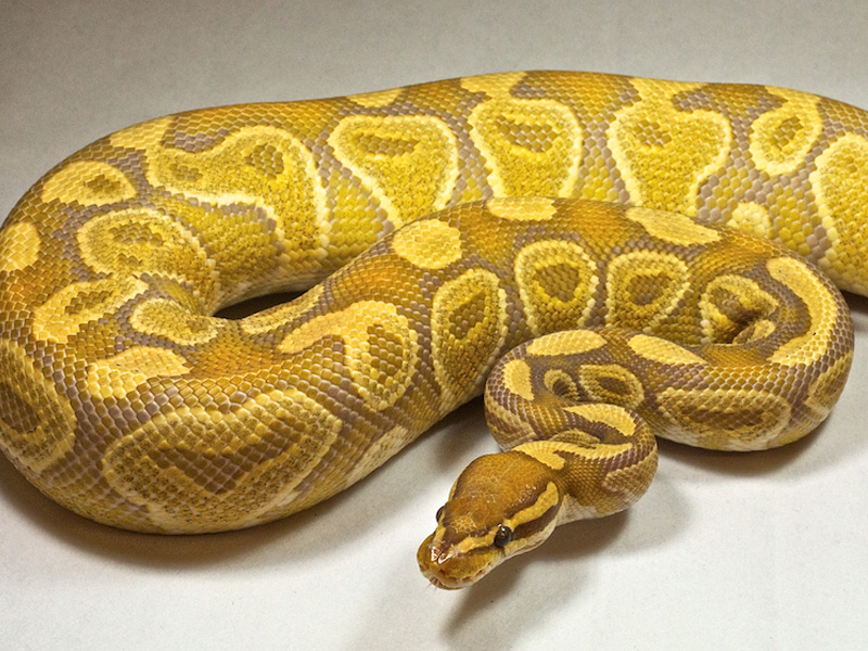 Caramel Albino (Ralph Davis line)