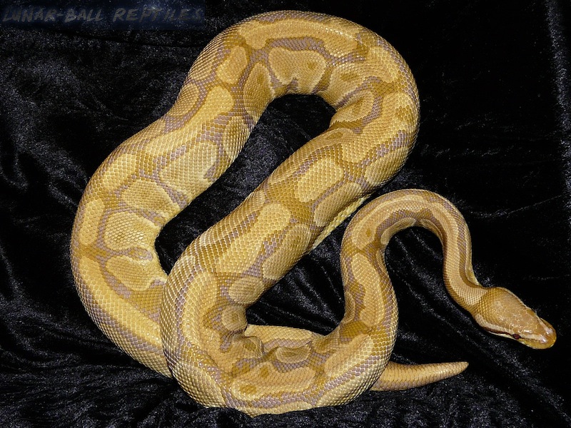 Caramel Albino (Upscale Line)