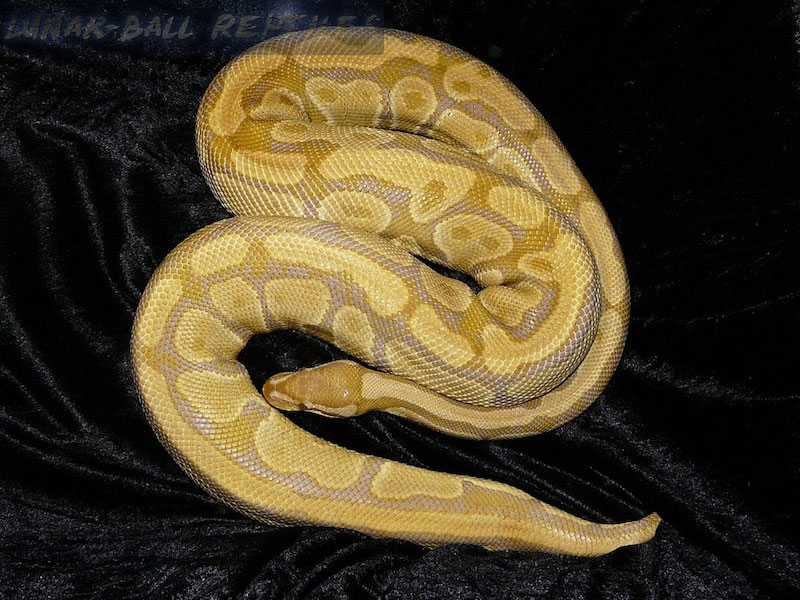 Caramel Albino (Upscale Line)