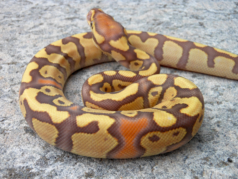 Caramel Albino Yellow Belly