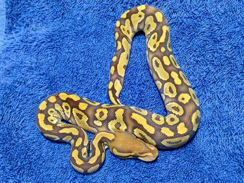 Caramel Albino