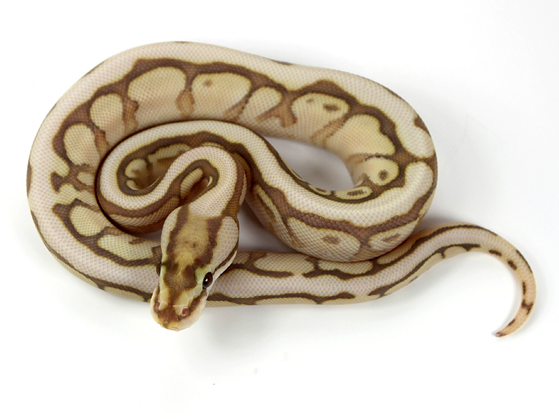 Morph List - World of Ball Pythons