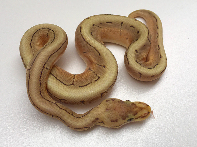 Caramel Mojave Pinstripe Spider