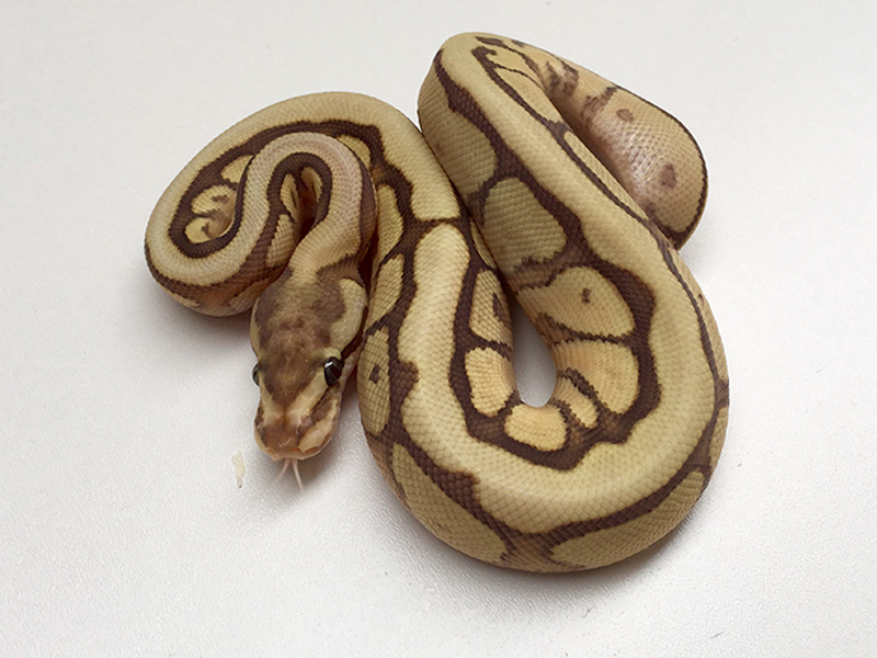 Caramel Mojave Spider