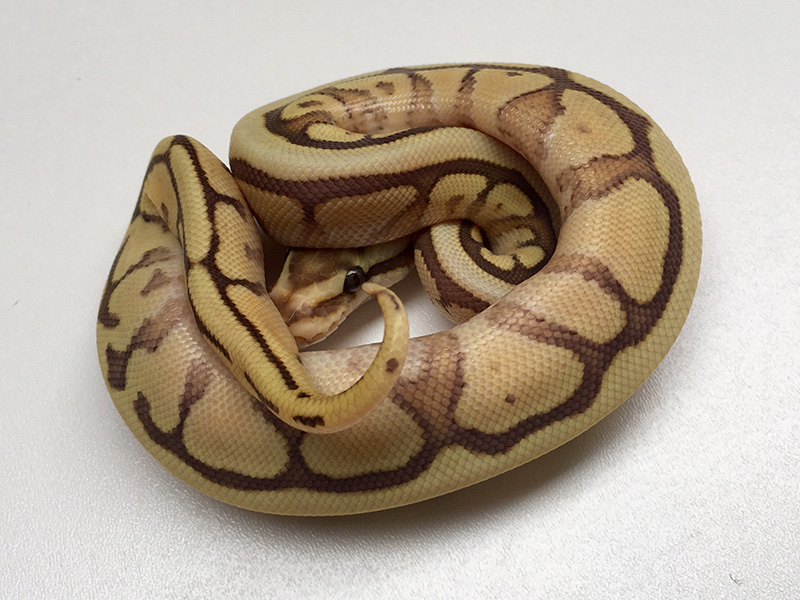 Caramel Mojave Spider