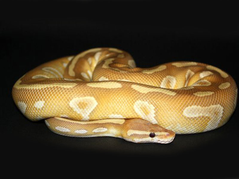 Caramel Mojave