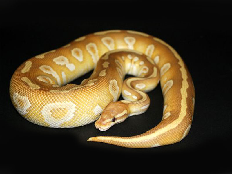 Caramel Mojave