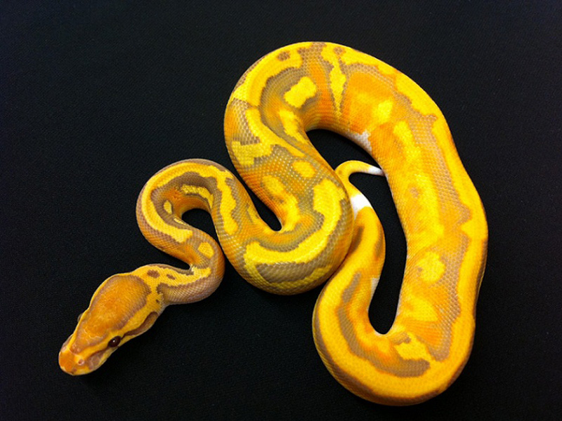 Caramel Albino Pied