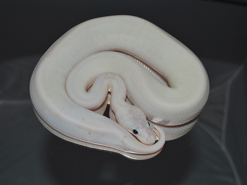 Champagne Cinnamon Lesser Pastel