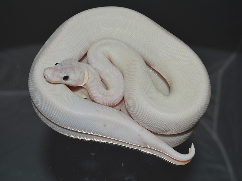 Champagne Cinnamon Lesser Pastel