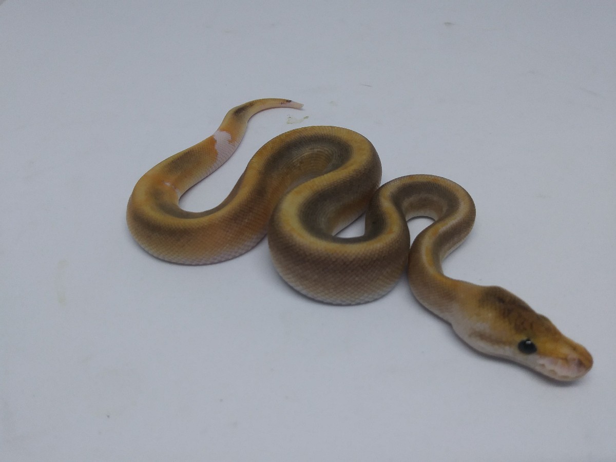 Champagne Cinnamon Russo Het Leucistic