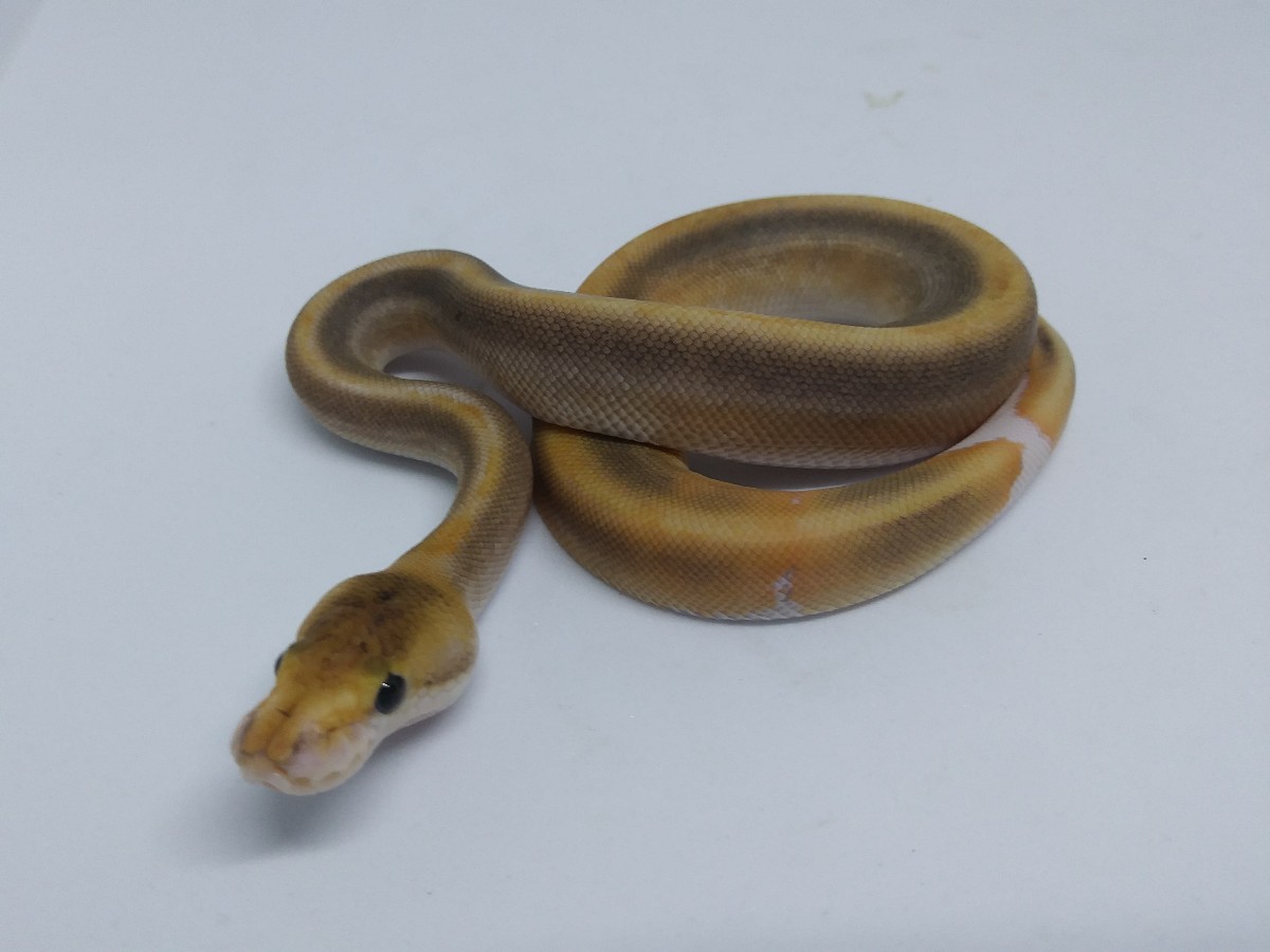 Champagne Cinnamon Russo Het Leucistic