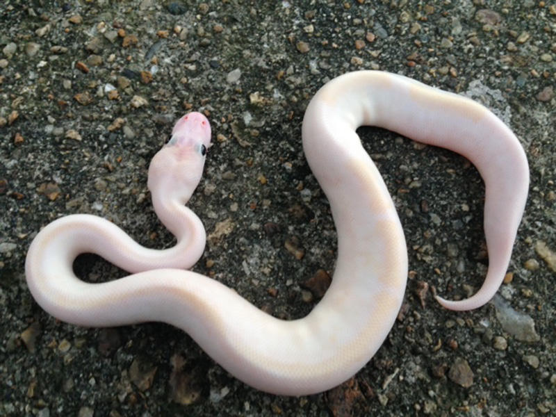 Champagne Coral Glow Lesser Pastel Woma
