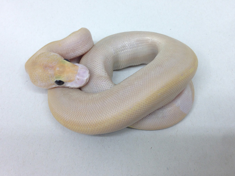 Champagne Coral Glow Lesser