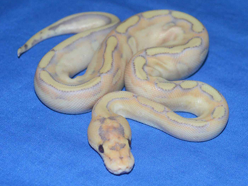 Champagne Desert Ghost Enchi