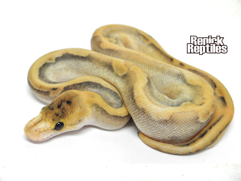 Champagne Enchi Cinnamon