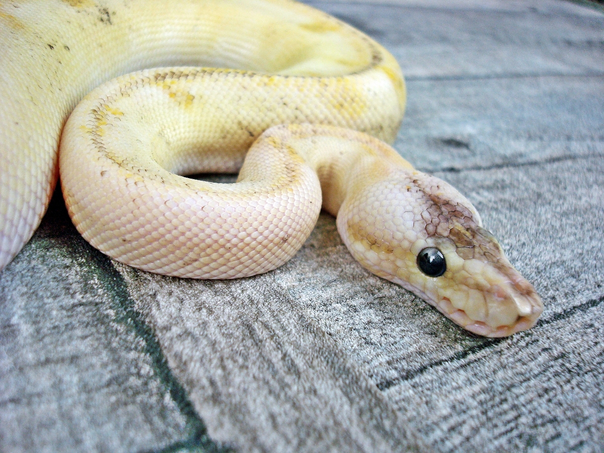 Champagne Enchi Fire Lesser