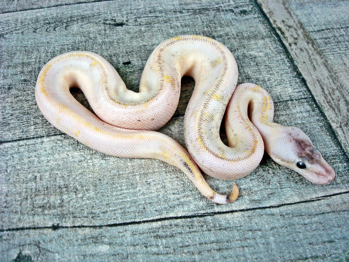 Champagne Enchi Fire Lesser