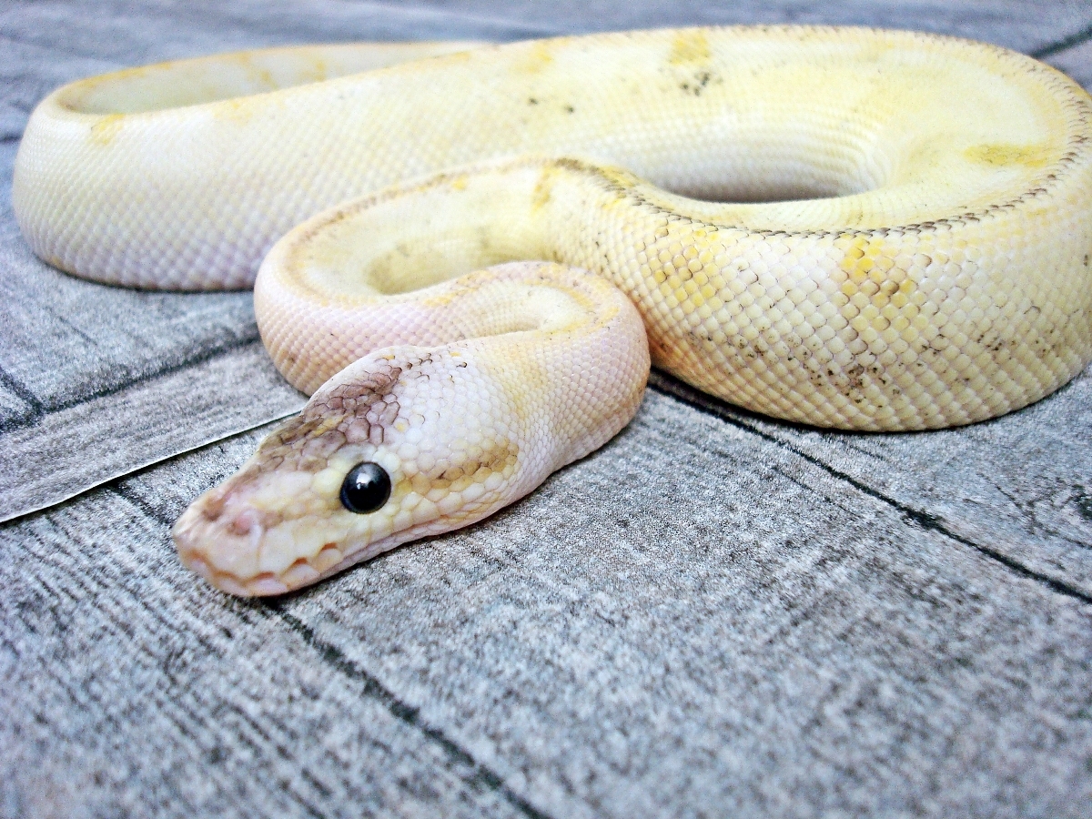 Champagne Enchi Fire Lesser