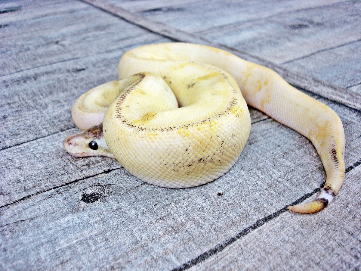 Champagne Enchi Fire Lesser