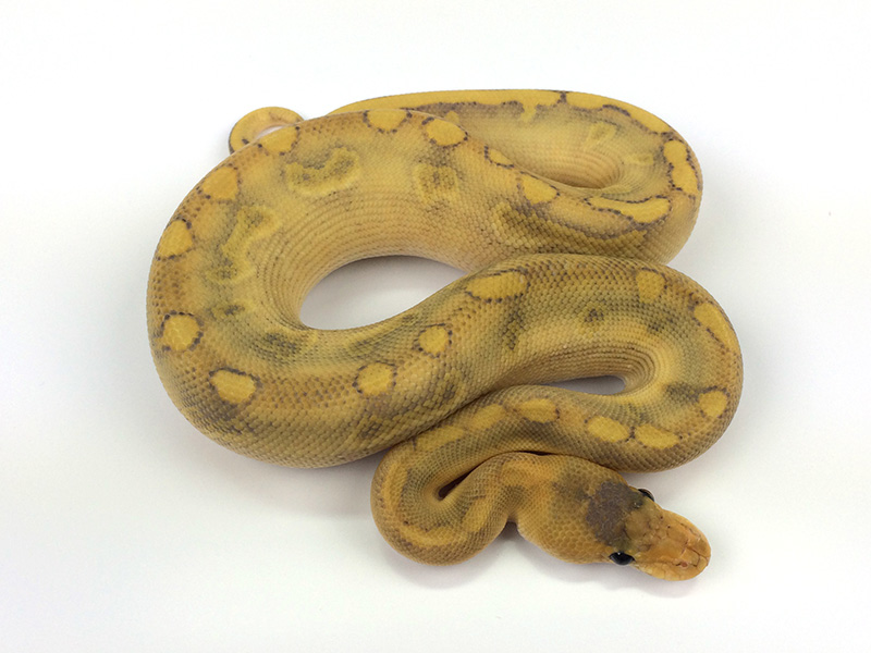 Champagne Enchi Ghost