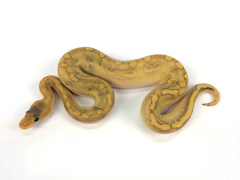 Champagne Enchi Ghost