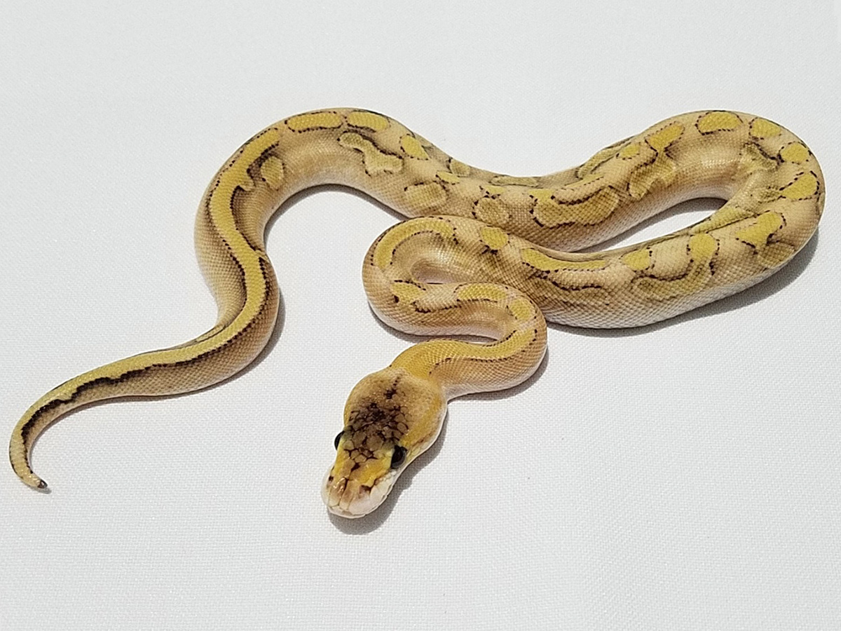 Champagne Enchi Goldblush Pastel