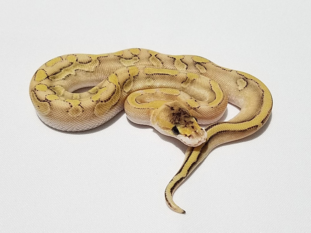 Champagne Enchi Goldblush Pastel