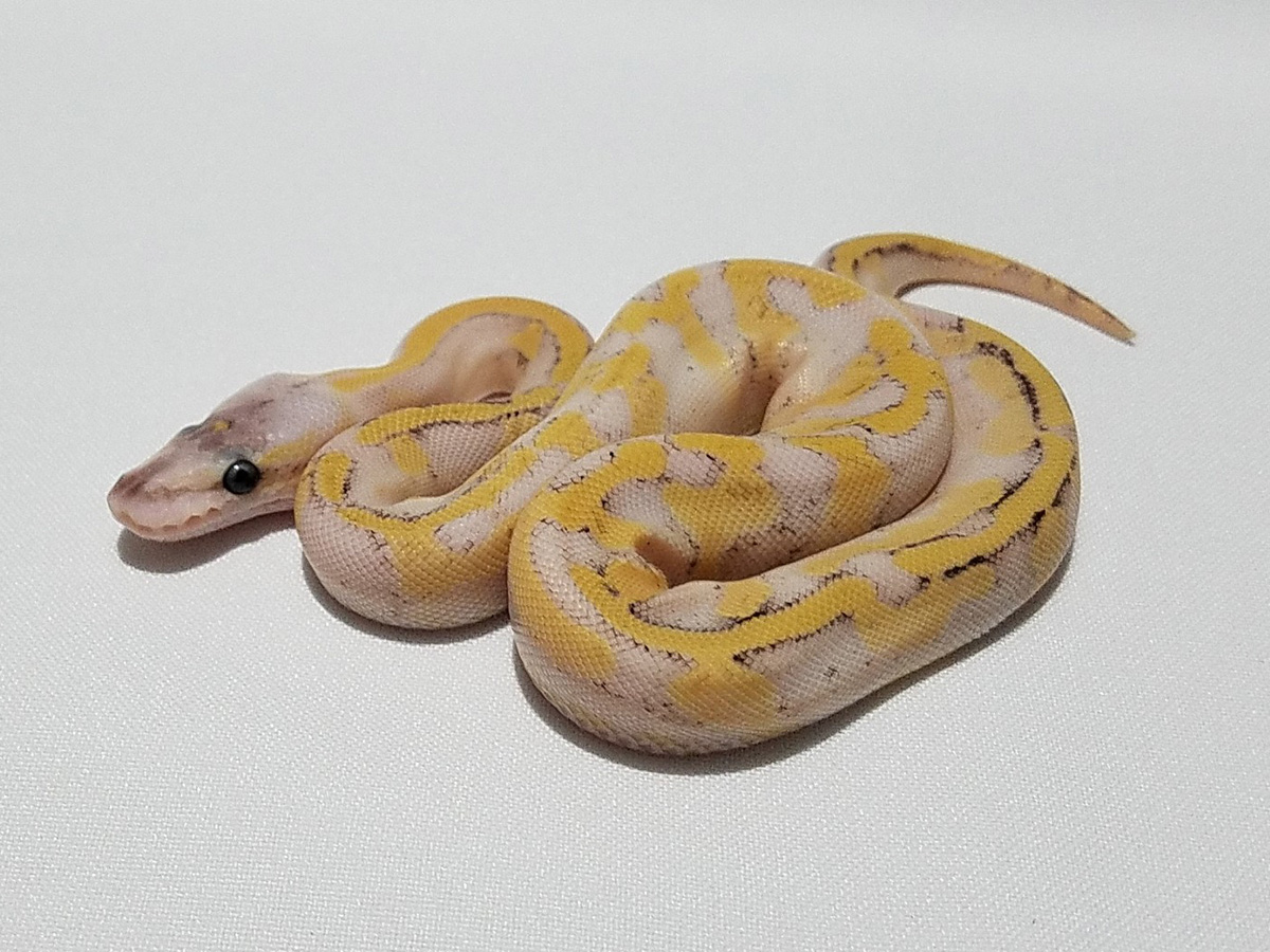 Champagne Enchi Pastel Phantom